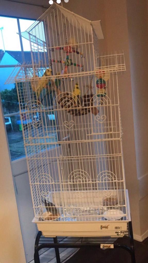 alternative guinea pig bedding